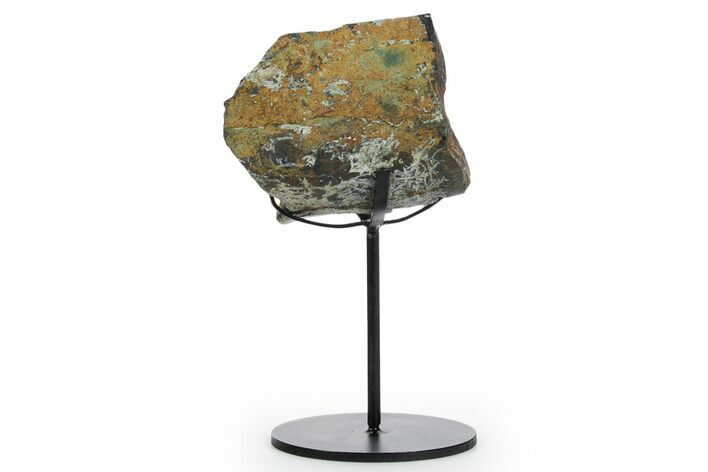 Fossil Theropod Limb Bone Section w/ Metal Stand - Colorado #354301